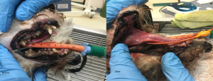 Canine Periodontal Disease