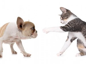 Health and medical exams for dogs and cats