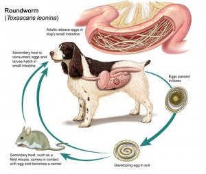 Questions about Roundworm Life Cycle