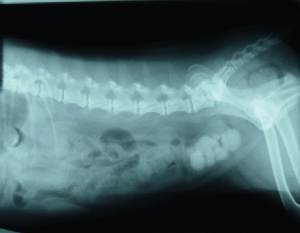 Dog with bladder stones requiring cystotomy surgery
