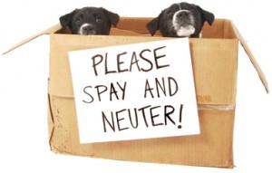 Spay and Neuter