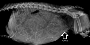 Pregnant dog needing a Caesarean section surgery