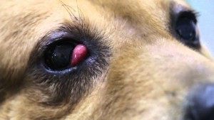 Cherry Eye