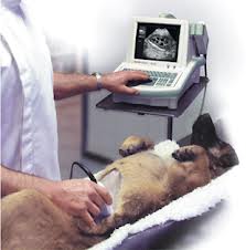 Abdominal Ultrasound